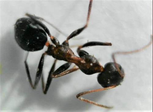 Réf. 224 007 : Lepisiota spinisquama